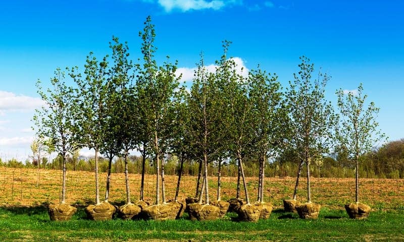 A bunch of trees lined up with the roots wrapped in burlap