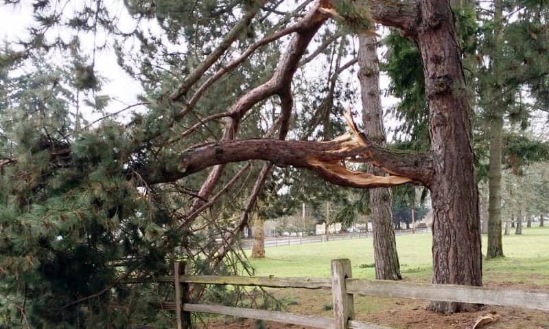 A large tree damaged by a storm