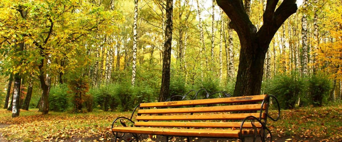 A park bench with trees in the background