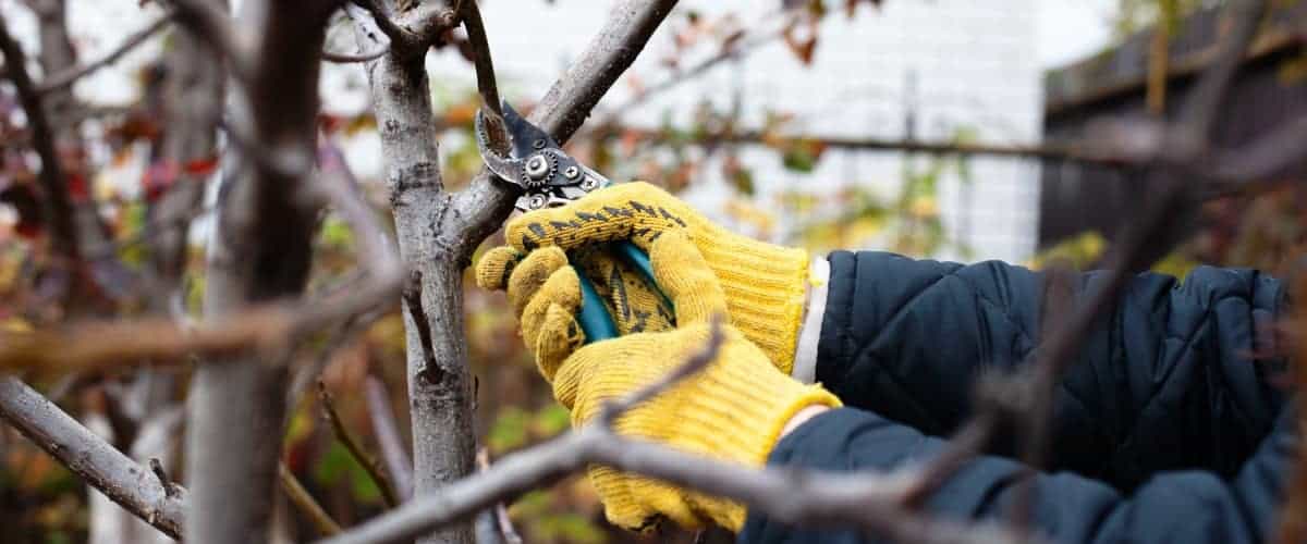 A person pruning trees with secateurs 