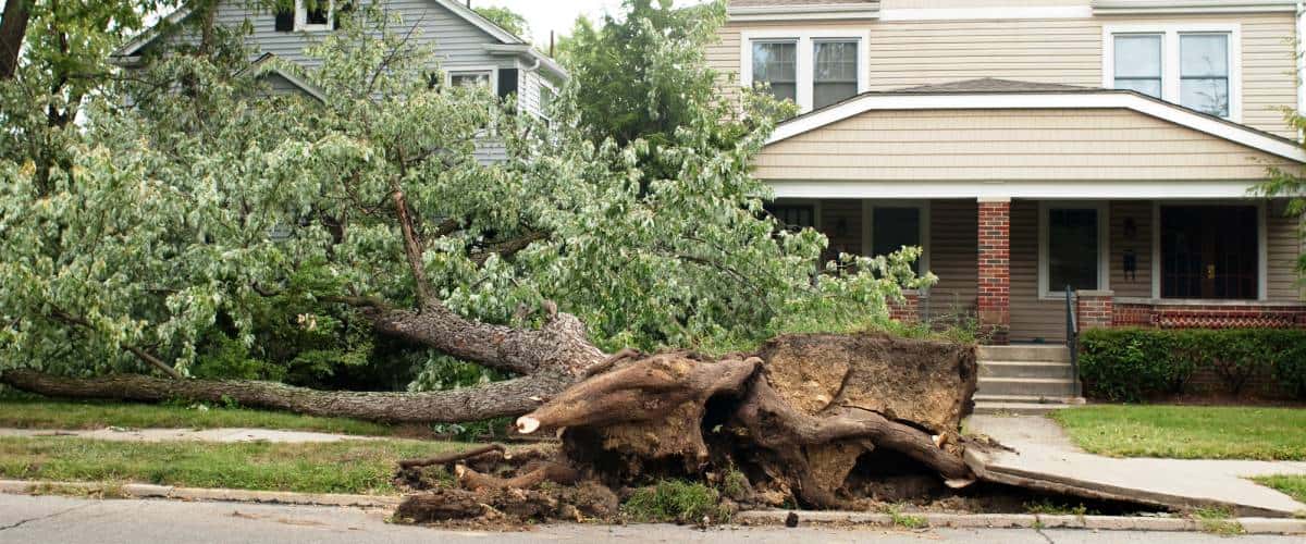 A suburban neighborhood with large fallen tree lying in front yard