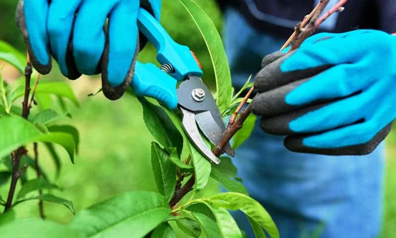 A tree specialist cutting a shrubs overgrown branch closeup