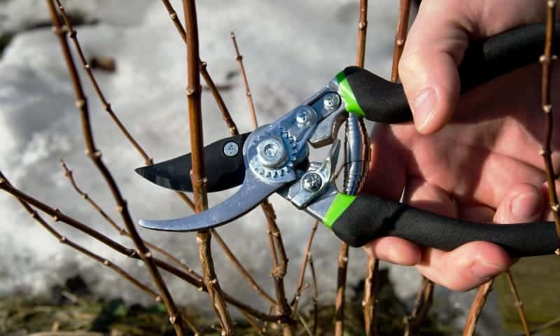 A tree worker pruning a rose shrub during the winter time