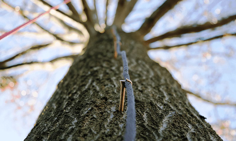A view of a multi-stranded cable running up a large tree held by a fastener