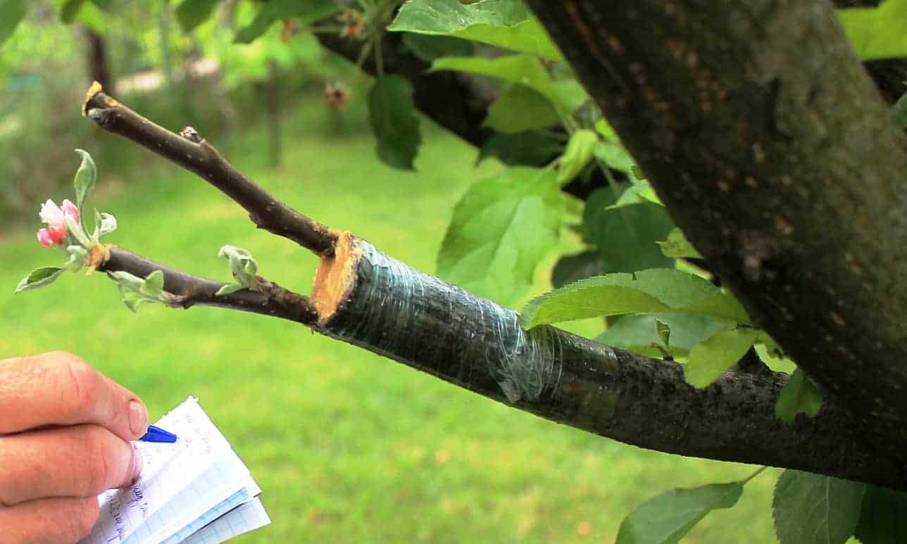 An arborist writing some tree care notes for client