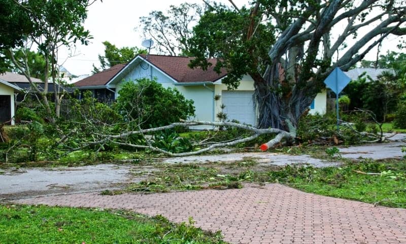 An image showing the damage caused to tree and yard in a residential area