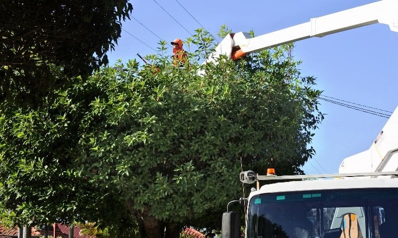 Arborist analyzing overgrown tree touching power lines
