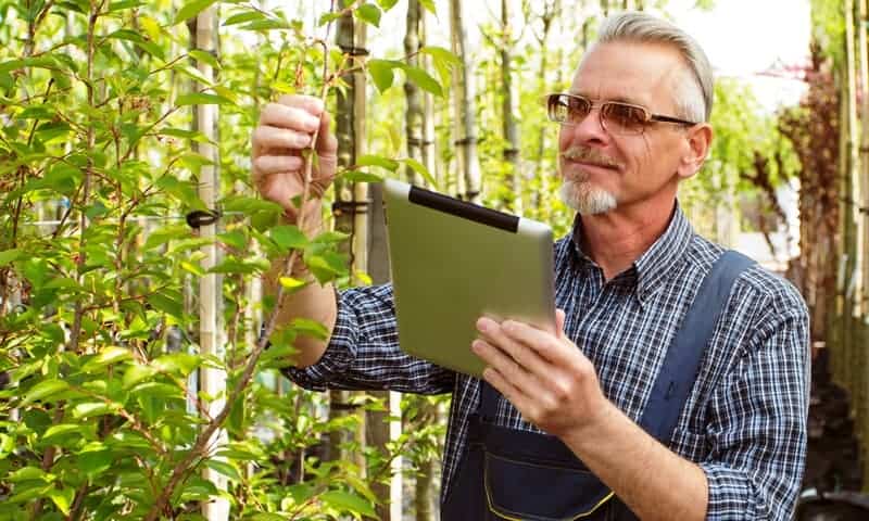 Arborist assessing various trees on a property