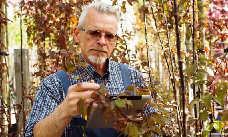 Arborist consultant assessing commercial trees