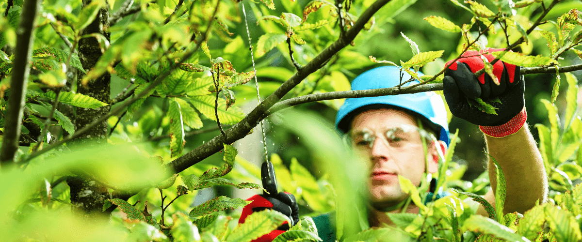 Arborist pruning a tree branch for a large tree