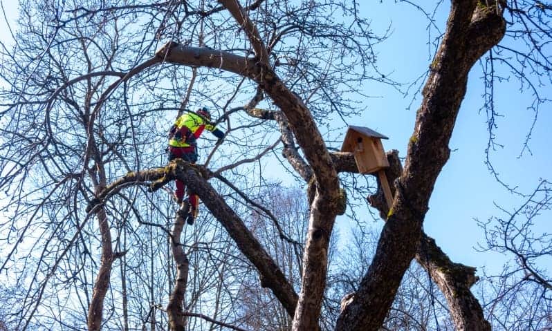 Arborist pruning dead limbs for a large oak tree