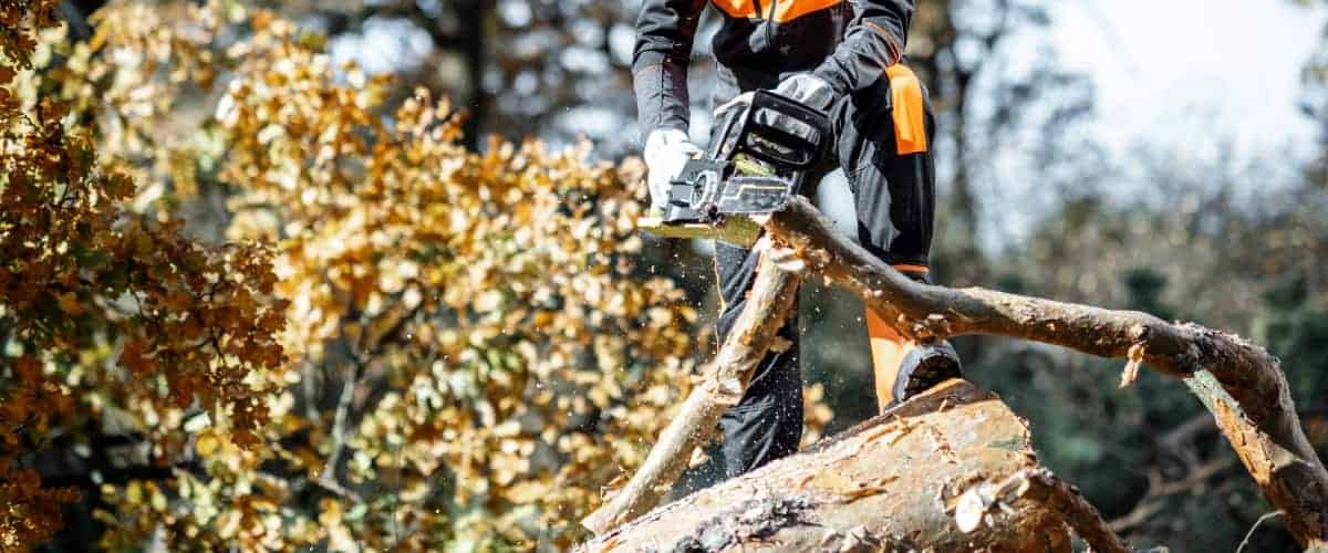 Arborist removing a damaged tree from property (1) Arborist removing a damaged tree from property