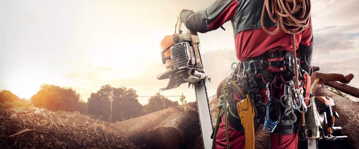 Arborist with full equipment ready to work