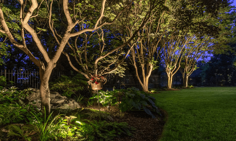 Backyard tree landscape lighting design of a residential home