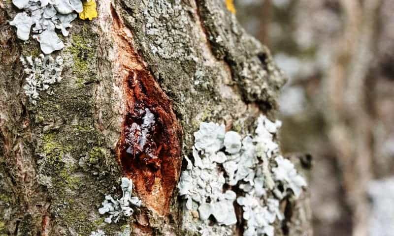 Diseased Oak Tree Up-close