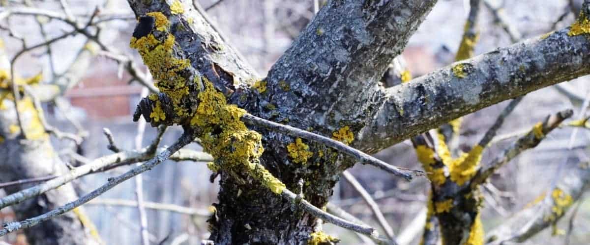 Diseased Tree