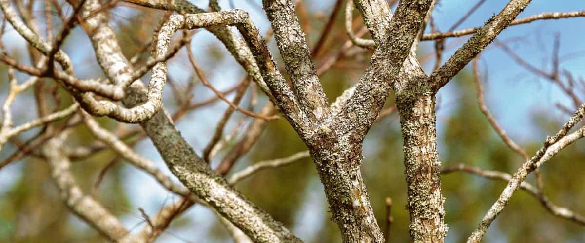 Diseased tree with dead branches v