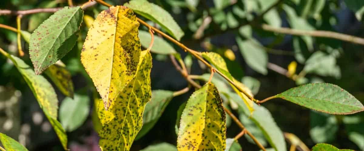 Dying tree with yellow and brown leaves