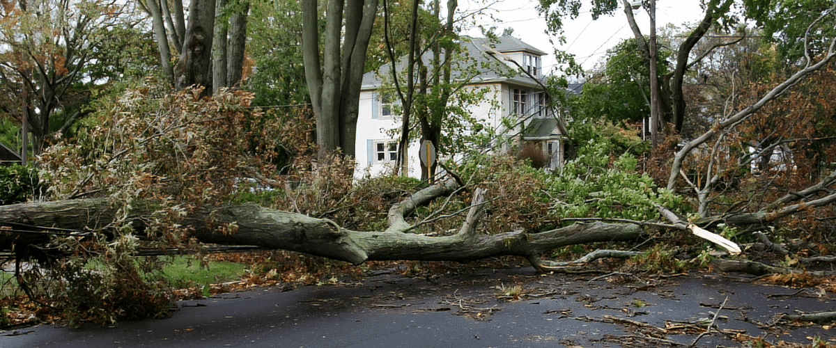 Fallen tree on the road caused by storm