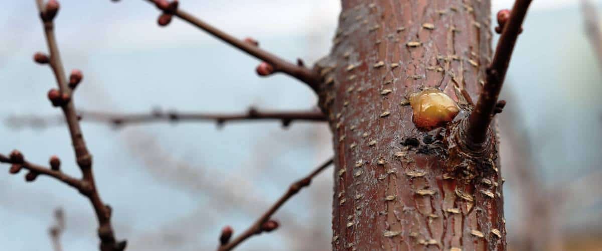 Fungi disease growing a residential tree