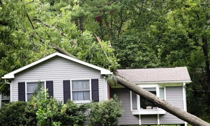 House damaged by fallen tree