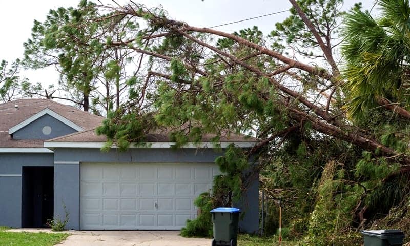 House with tree fallen on top