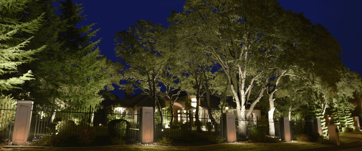 Landscape Tree Lighting