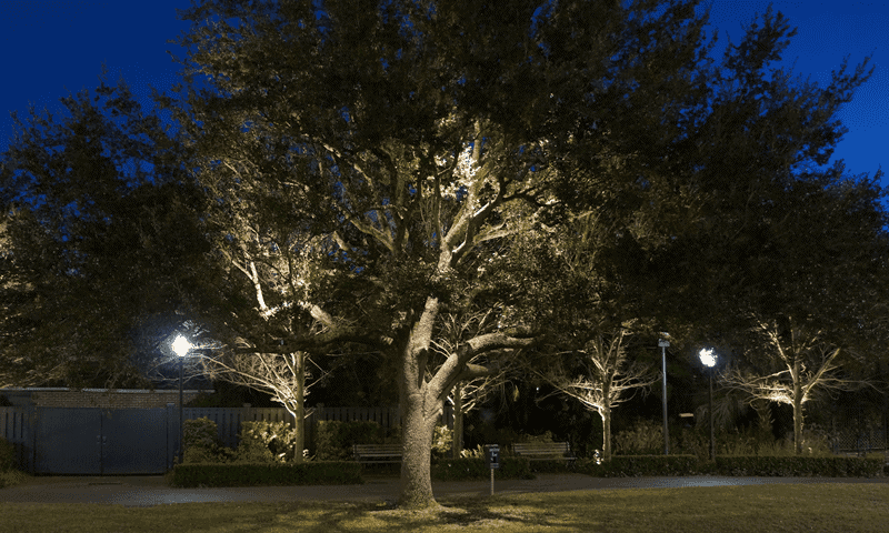 Large Oak Tree Lighting in Texas