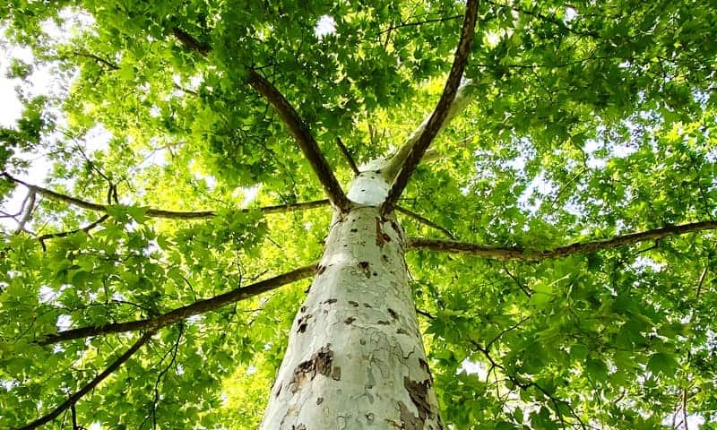 Lifted crown on large residential tree