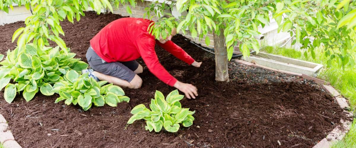 Man laying mulch around the base of trees 