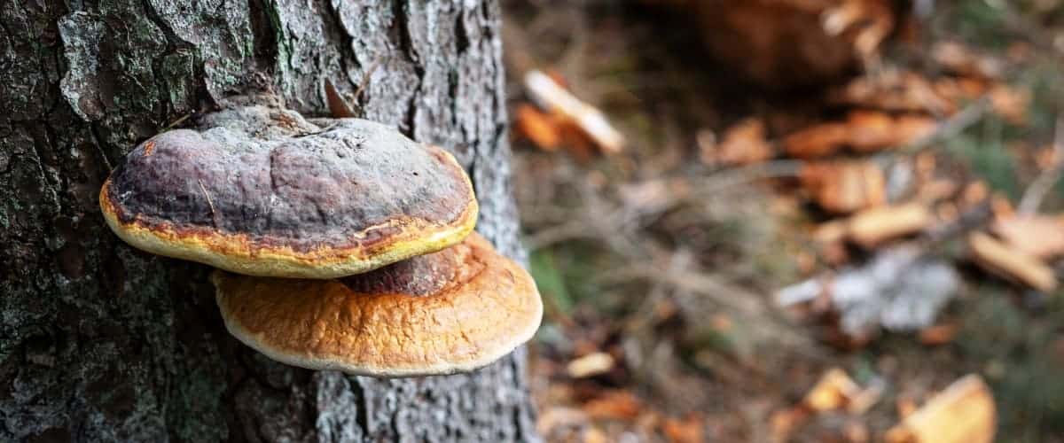 Mushrooms growing at the base of the tree 