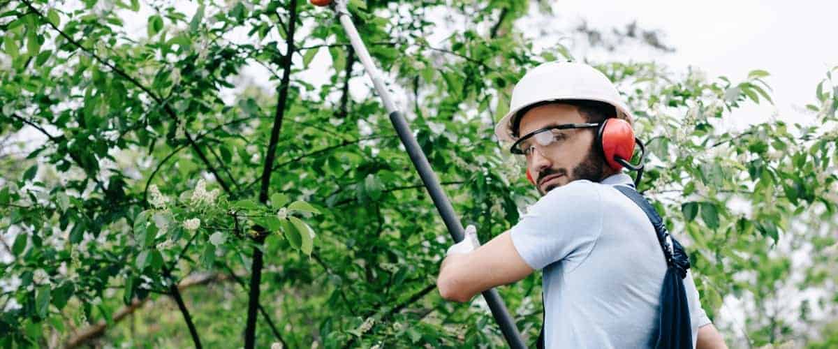 Person trimming overhanging branches
