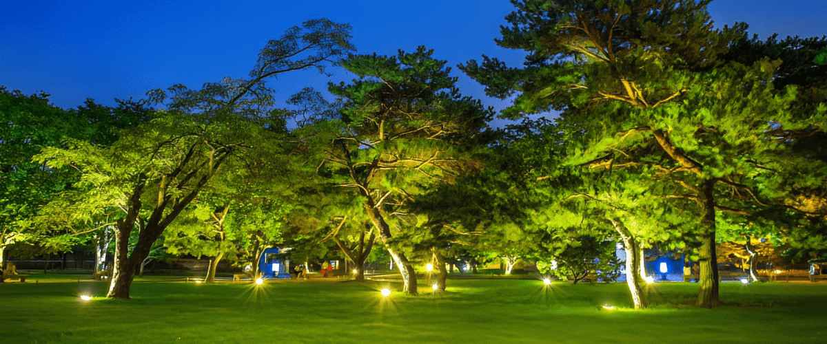 Pro Landscape Tree Lighting by Viva Trees