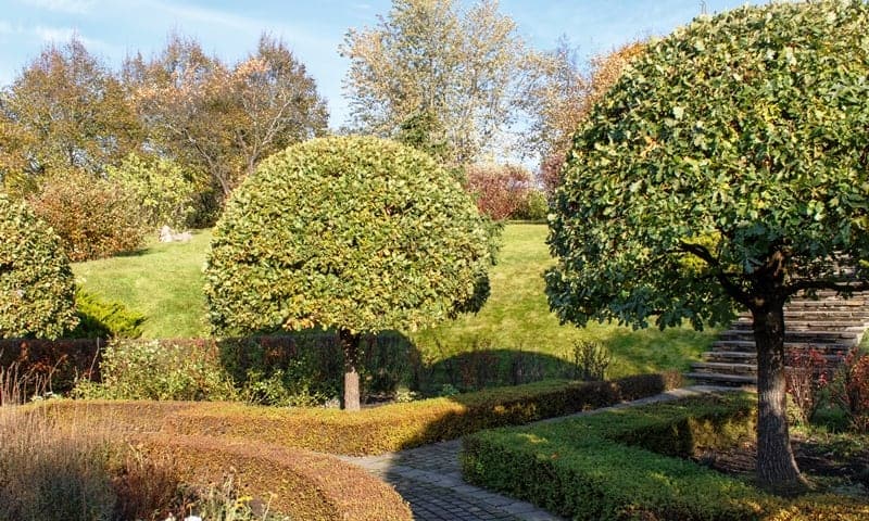 Recently trimmed Topiary oak trees
