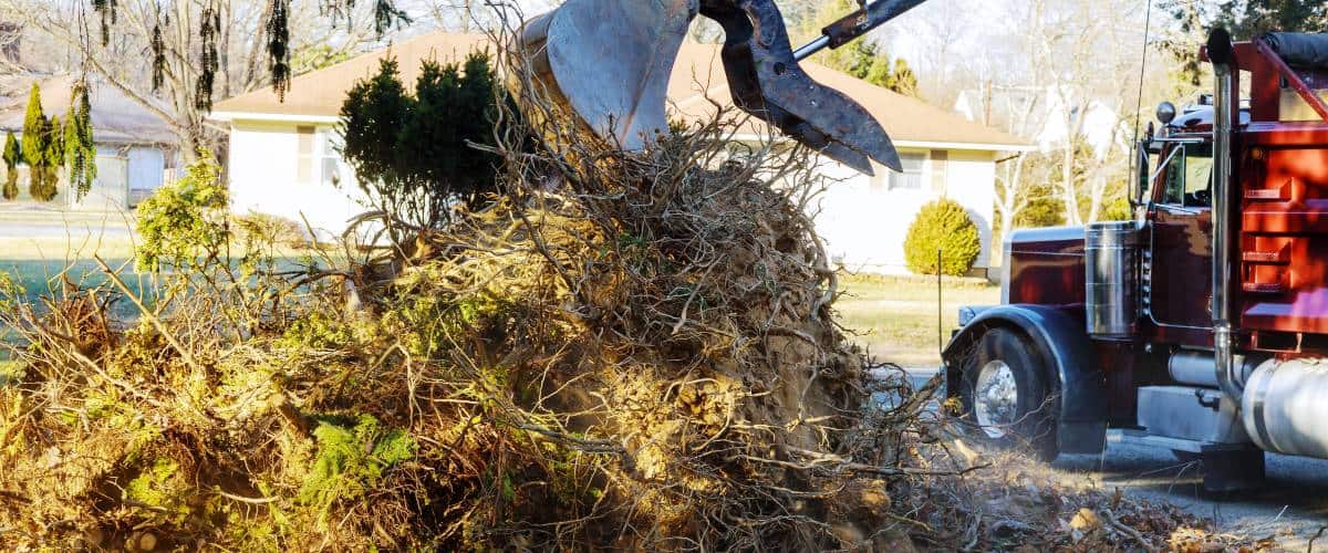 Storm Damage Cleanup by Viva Trees 