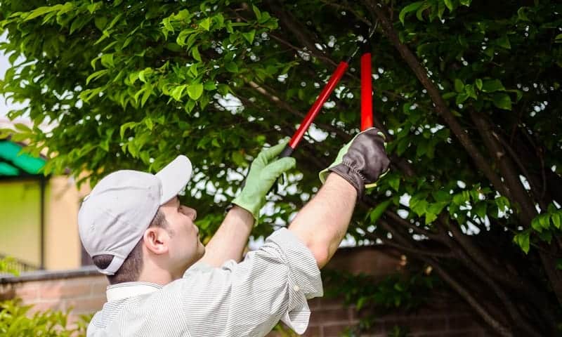 Tree Worker Trimming Large Tree