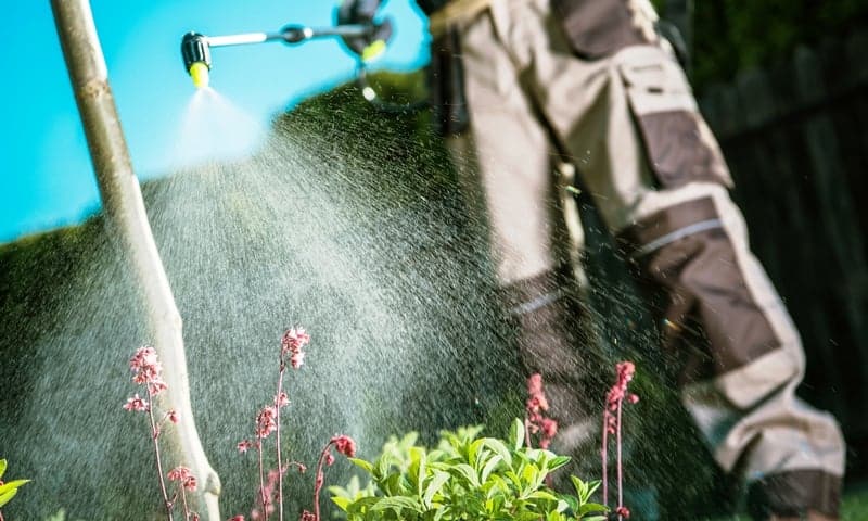 Tree care specialist spraying eco-friendly pest treatment