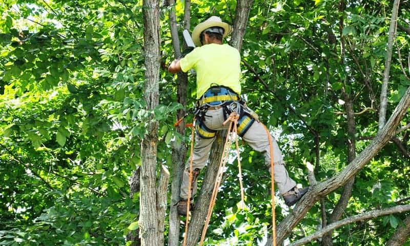 Tree climber pruning branches on a large oak tree