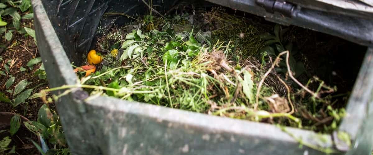 Tree compost storage bin full of grass clippings and other natural materials.