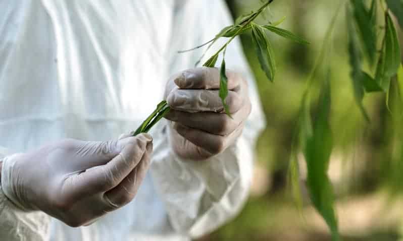 Tree specialist examining the condition of tree leaves
