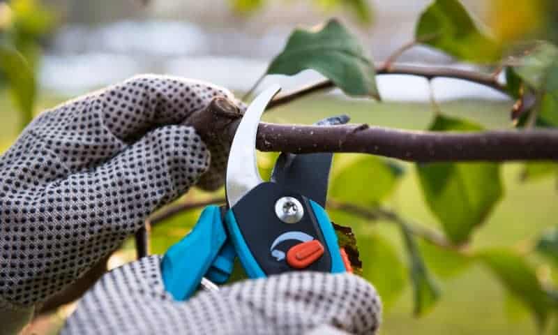 Tree specialist pruning fruit tree