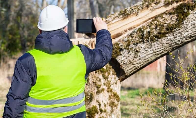 Tree specialist taking pictures of tree damage for record keeping