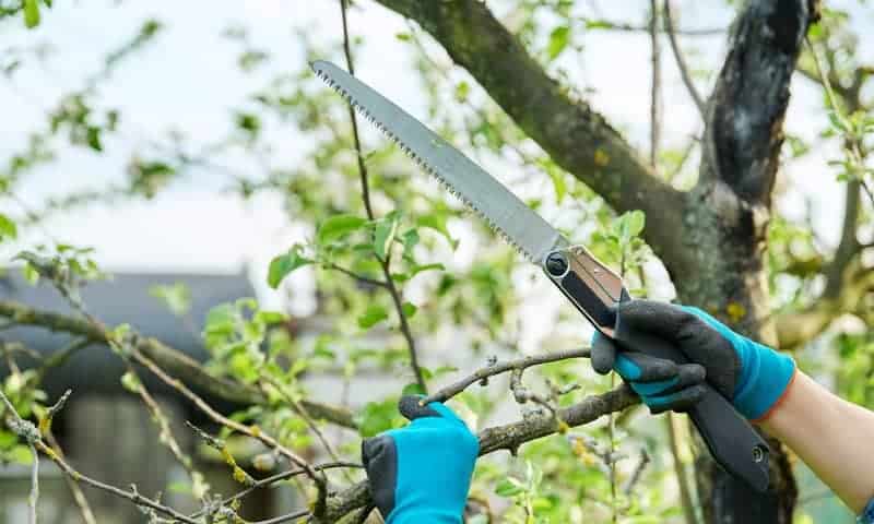Tree thinning with handsaw