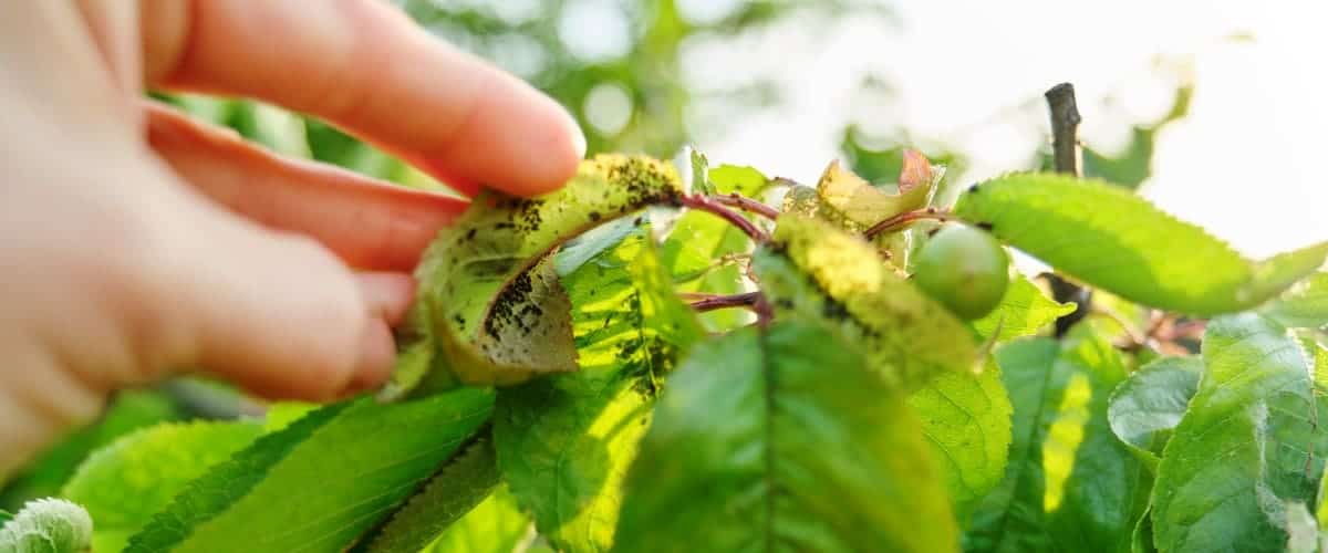 Tree with pest infestation