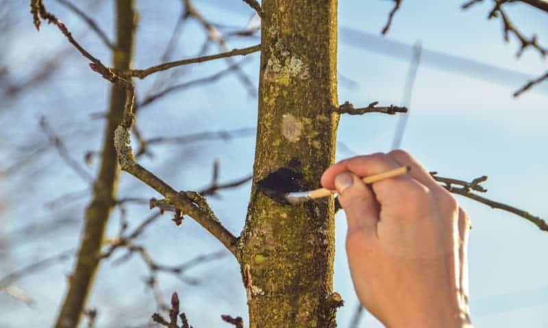Tree worker applying paint on open wound from pruning fruit tree