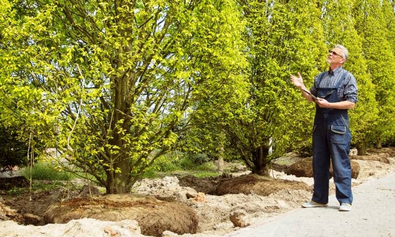 Tree worker looking at some trees ready for planting