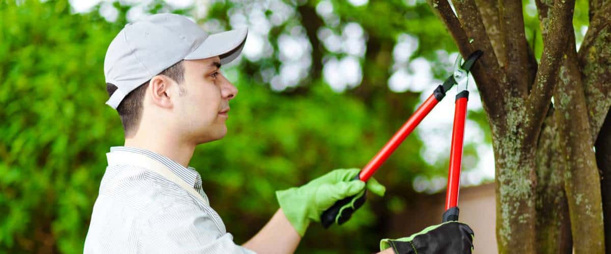 Tree worker pruning a customers tree