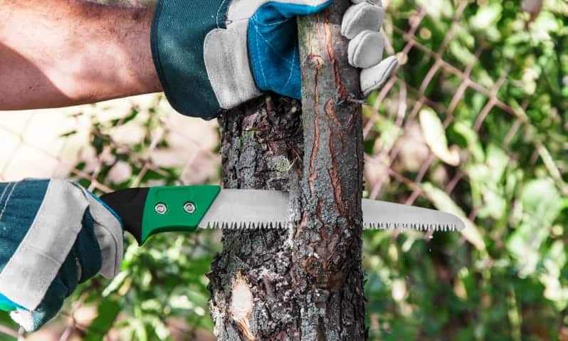 Tree worker pruning branch with hand saw