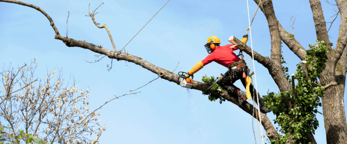 Tree worker using gear to climb tree to prune it