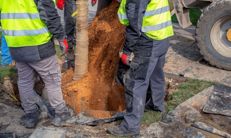 Tree workers positioning and adding dirt to a tree being planted
